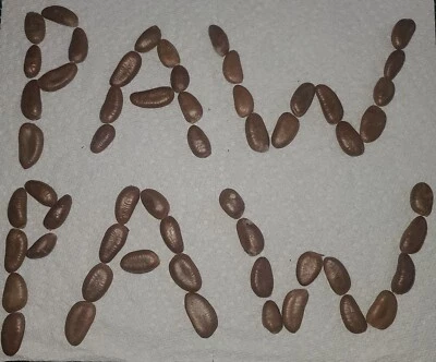 PAW PAW FRUIT TREE SEEDS Asimina Triloba  Hardy Plant. 3 Seeds Per Packet. - Image 1 of 4