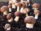 Braunkappe Pilzbeet-Set, Hawlik Pilzbrut, Pilze im Garten anbauen, Pilzzucht Set