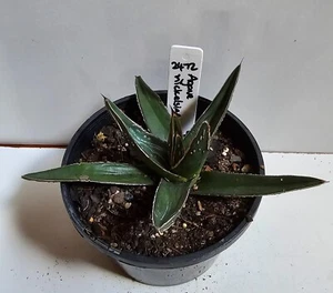 Agave Nickelsiae Rare King Of The Agaves /ferdinandi-regis -8.5 x 15cm (2472) - Picture 1 of 7