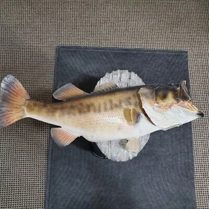 Largemouth Bass 10# 1 oz-.-Lake Kissimmee-- Real Skin Taxidermy--25" Long - Picture 1 of 9