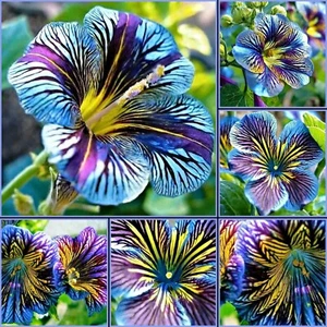 20 Outstanding Blue Chilean Morning Glory Flower Seeds - Picture 1 of 12