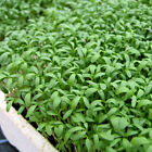 Cress - Sprint, Organic - Kings Seeds Pictorial Pack - 3000 Seeds