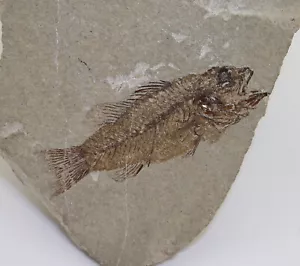 Pesce, Cyclopoma gigas, Terziario, Eocene, Monte Bolca, Verona, Italia-L94 - Foto 1 di 4
