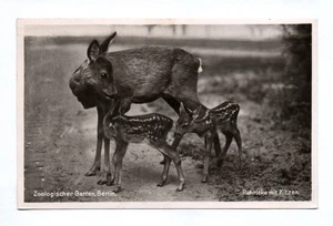 Photo Ak Zoologischer Garden Berlin Rehricke With Kitzen 1941 - Picture 1 of 2