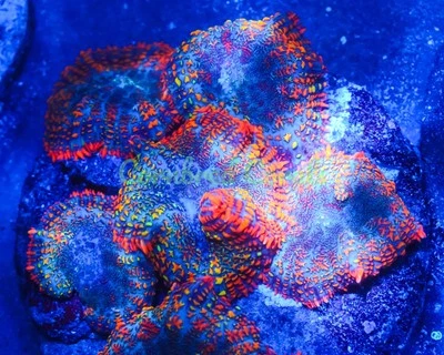 Cornbred's Rasta Rainbow Mushroom - Fragmento - CORAL VIVO Foto 1 de 2