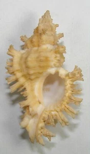 MUREX RUBIGINOSUS 61.31mm BEAUTIFUL YELLOW SPECIMEN Broome, Western Australia - Picture 1 of 2