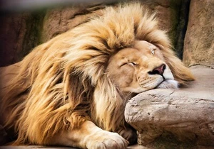 Small Lion Poster (Brand New) - Picture 1 of 2