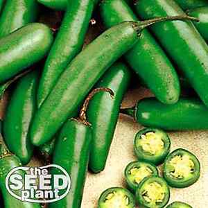 Serrano Chili Pepper Seeds - 100 SEEDS NON-GMO