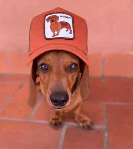 Goorin Farm Trucker Baseball Hat Cap Dachshund Wiener Dog Brown Dachshund Dawg - Picture 1 of 12