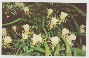 EXOTIC NIGHT BLOOMING CEREUS Blooming Moonlight Florida Flowers FL Postcard 1957 - Picture 1 of 2