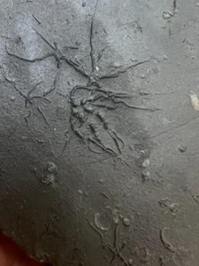 GEOLOGICAL ENTERPRISES Jurassic fossil echinoderm Ophiopinna elegans France - Picture 1 of 4
