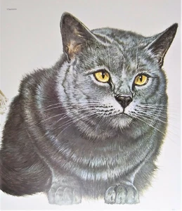 Vintage Cat Print, Chartreux, Lithograph 1988, Piero Cozzaglio - Picture 1 of 2