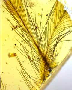 Burmese fossil burmite Cretaceous amber insect feather fossil amber Myanmar - Picture 1 of 7