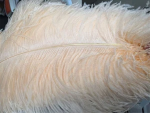 Quality Champagne Ostrich Feather Wedding Party Plume Costume Decor 15-20cm 10pc - Picture 1 of 7