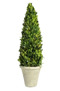 Topf*Buchsbaumkegel*Buxus sempervirens*Buxaceae* - Picture 1 of 2
