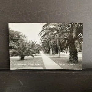 RPPC photo Postcard UNP "A Tropical Palm (tree) Walk Harlingen Texas" TX LL Cook - Picture 1 of 2