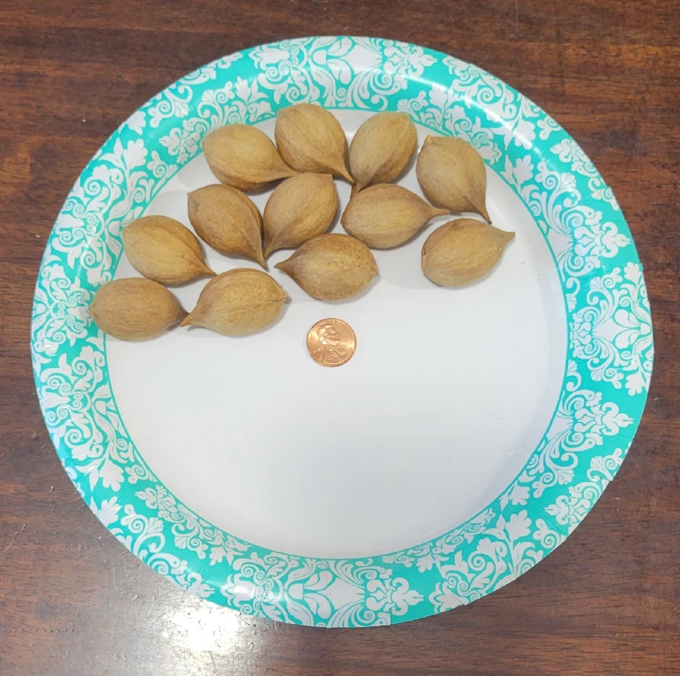 10 nueces de nogal simulacro para cultivar Carya Alba - Tennessee Foto 1 de 1