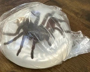 Real Tarantula In Lucite Paperweight 3.5” White New! - Picture 1 of 3