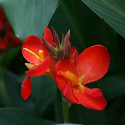 12 Canna 'South Pacific Scarlet' 可行种子 — 第 1/4 张图片