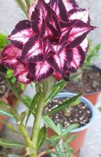 Adenium Obesum  Desert Rose Plant ship in 8 0z pot