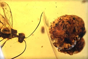 Interesantes hongos radiales, inclusión de insectos fósiles en ámbar birmano - Imagen 1 de 3