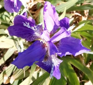Purple Japanese Roof Iris. Two good sized rhizomes, Iris tectorum +10 Rain Lilys - Picture 1 of 3
