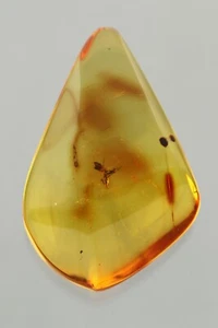Fossil Insect ANT Genuine BALTIC AMBER Shaped DROP Pendant Piece 3.4g 230829-2 - Picture 1 of 5