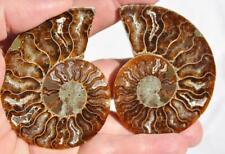 3990 Fossil Large Ammonite Pair w/ Crystals 3.1" 110myo Dinosaur age FOSSIL 80mm
