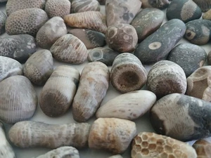 Lake Michigan Fossil Mix 1lb Lot – Natural Unpolished Beach Fossils & Coral - Picture 1 of 19