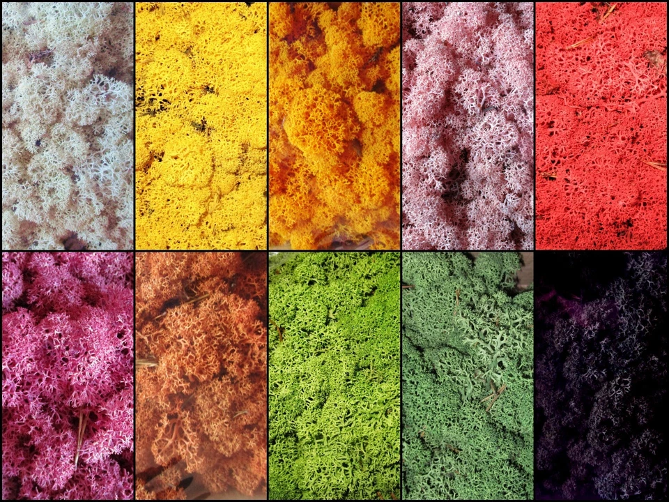 25 g (15,00€/100g) Islandmoos Moos grün o. farbig, Farbwahl, f. Modellbau usw. - Bild 1 von 1