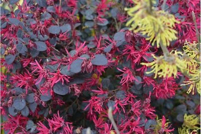 VIVAIO GARDEN FOREST Pianta di Loropetalum Black Pearl vaso 18cm sempreverde foto reali