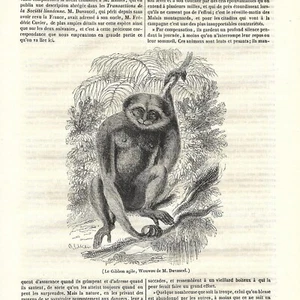 Les Gibbons - Singe - - Article de presse 1841 - Imagen 1 de 2
