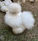 10 Show Quality Bearded & Crested Silkie Chicken Fertile Hatching Eggs