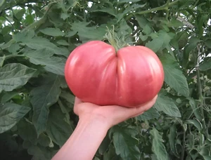 30+ German Giant Tomato Seeds - Non-GMO - Heirloom - Organic --- HUGE - Picture 1 of 2