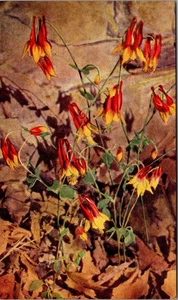 Postal Wild Columbine FLOWERS - Imagen 1 de 2