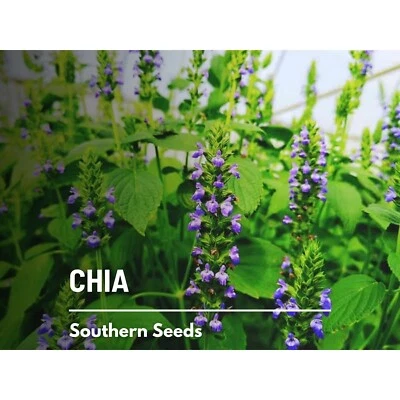 Chia - 250 Seeds - Heirloom Culinary & Medicinal Herb - Superfood - Non-GMO (Sal - Image 1 of 4