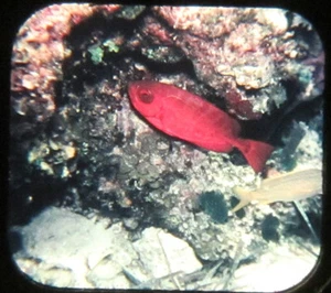 Vintage VIEW-MASTER Photos 3 Reels 21 pics 1954 WONDERS OF THE DEEP  [j16] - Imagen 1 de 4