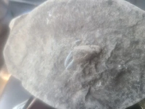 Fossilized Egg? Crab Claw, Dinosaur Embro? - Picture 1 of 7