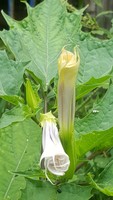 Datura Devils Apple Moon Flower Ummam Thorn Apple 50 Seeds Ebay datura devils apple moon flower