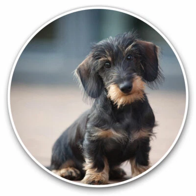 2 x Vinyl Stickers 20cm - Wire Haired Dachshund Puppy Cool Gift #2730 - Image 1 of 4