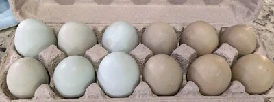 10 Fresh & Fertile Chicken Hatching Eggs - Blue/Green Mix *Colorful Egg Layers"