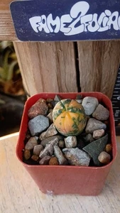 Astrophytum Asterias 'Variegated' Cactus - Picture 1 of 2