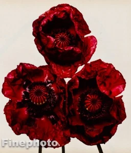 1980 Vintage IRVING PENN Botanical Flower Arab POPPY Photo Engraving Art 16X20 - Picture 1 of 1