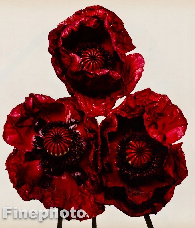 1969/80 复古 IRVING PENN 植物花阿拉伯罂粟大号 KROMEKOTE 美术 — 第 1/1 张图片