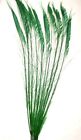10 Peacock Sword Feathers 15-25" L Bleached & Dyed 21 in colors USA Seller