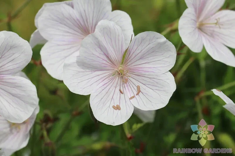 25+ семян кашмирской белой герани для посадки в саду — США — БЕСПЛАТНАЯ ДОСТАВКА! - Изображение 1 из 1