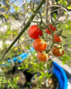 Florida Everglades Organic Tomato Seeds 30+ Non GMO Garden 25 - Picture 1 of 3