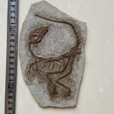 #1009.Jurassic Paleontological Fossil Manchurian Turtle Fossil - Image 1 of 3