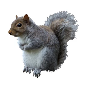 Eastern Gray Squirrel Wall Decal - 9.5" tall x 10" wide - Peel and Stick - Picture 1 of 2