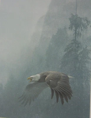 Arte de vigilancia Robert BATEMAN impresión firmada edición limitada coleccionable águila calva Foto 1 de 4